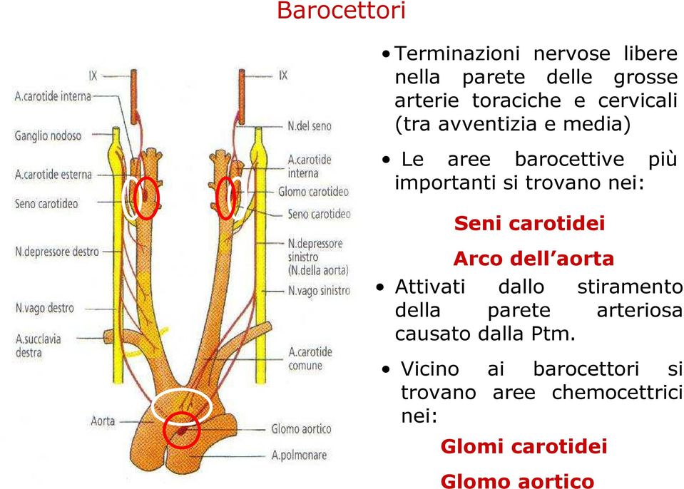 Seni carotidei Arco dell aorta Attivati dallo stiramento della parete arteriosa causato