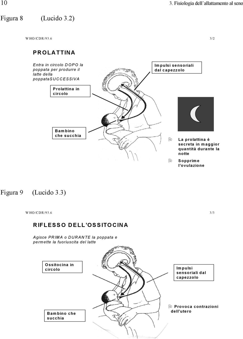 circolo Bambino che succhia La prolattina è secreta in maggior quantità durante la notte Sopprime l ovulazione Figura 9 (Lucido 3.