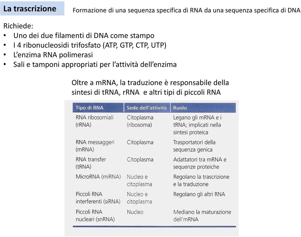 CTP, UTP) L enzima RNA polimerasi Sali e tamponi appropriati per l attività dell enzima