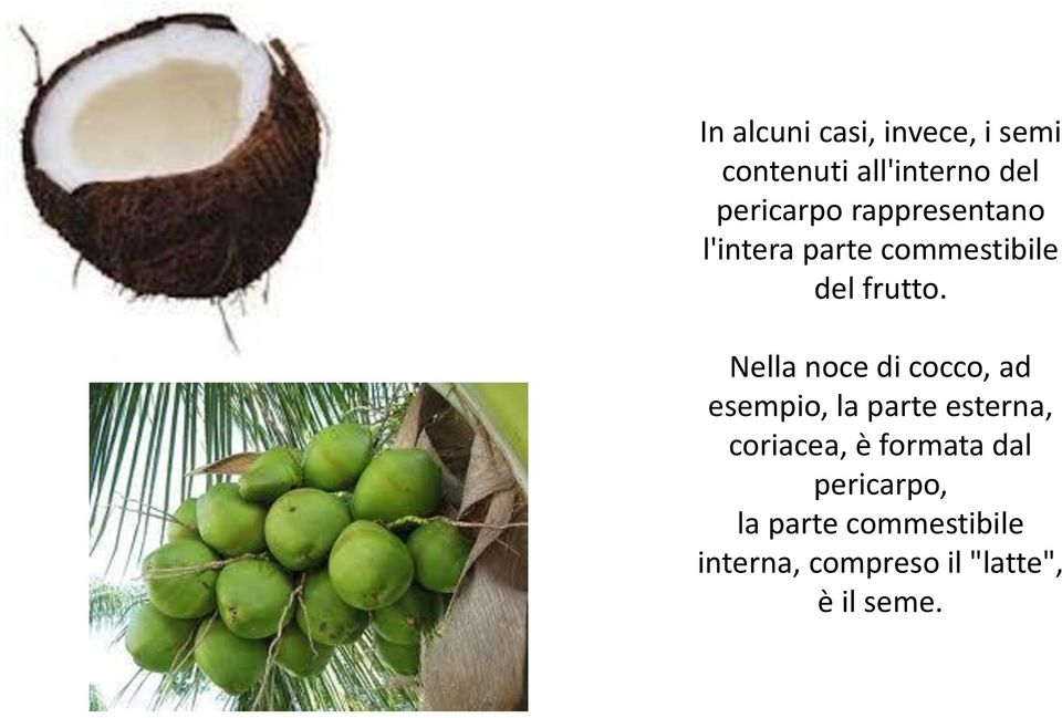 Nella noce di cocco, ad esempio, la parte esterna, coriacea, è