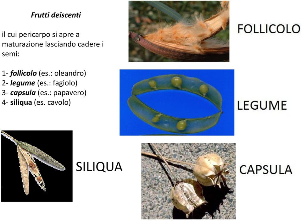 follicolo (es.: oleandro) 2- legume (es.