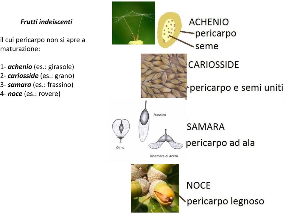 : girasole) 2- cariosside (es.
