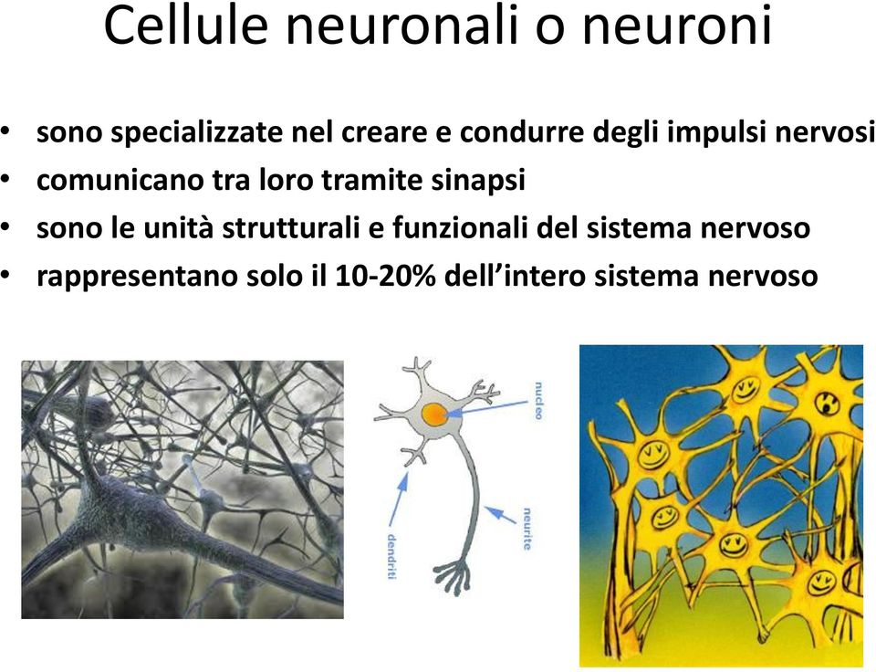 sinapsi sono le unità strutturali e funzionali del sistema