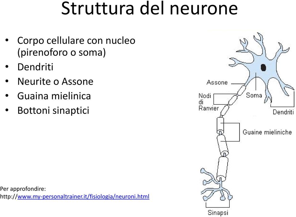 Guaina mielinica Bottoni sinaptici Per