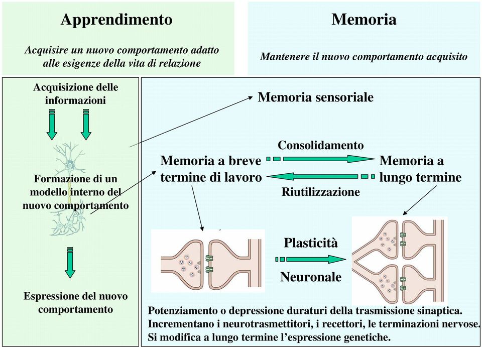Consolidamento Riutilizzazione Memoria a lungo termine Plasticità Espressione del nuovo comportamento Neuronale Potenziamento o depressione