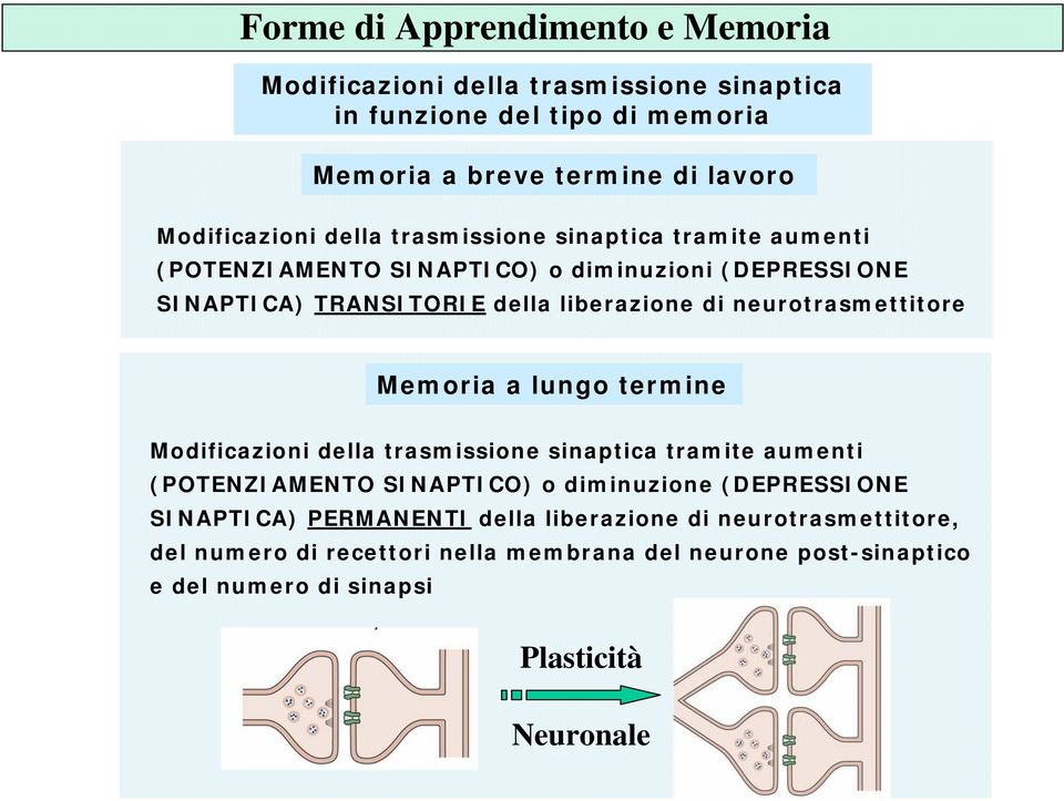 neurotrasmettitore Memoria a lungo termine Modificazioni della trasmissione sinaptica tramite aumenti (POTENZIAMENTO SINAPTICO) o diminuzione (DEPRESSIONE