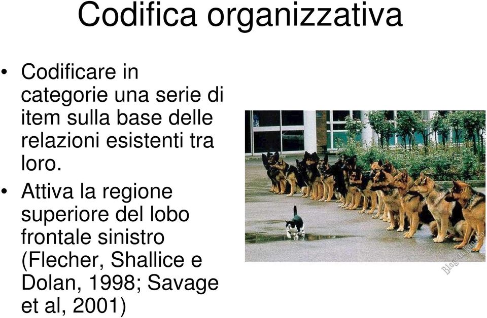 loro. Attiva la regione superiore del lobo frontale