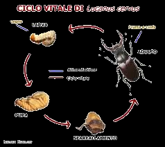 I coleotteri nascono come larva per