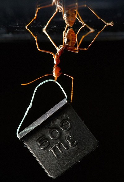 Gli insetti possono sollevare pesi molto importanti per le loro dimensioni. Ad esempio una formica può sollevare fino a 100 volte il proprio peso!