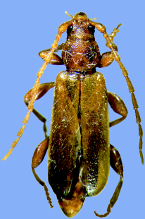 BOSCO BAZZONI STORIA E NATURA Poecilium glabratum Cerambycidae Poecilium glabratum (Charpentier, 1825) 5 6 mm. Europa media, Albania, Grecia. Nord, Sud, Sardegna. Boschi di conifere.