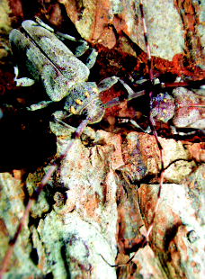 QUADERNI DI SPELEOLOGIA E DELL AMBIENTE CARSICO Acanthocinus aedilis (Linnè, 1758) 13 19 mm. Europa settentrionale e media, Siberia. Nord, Sud.