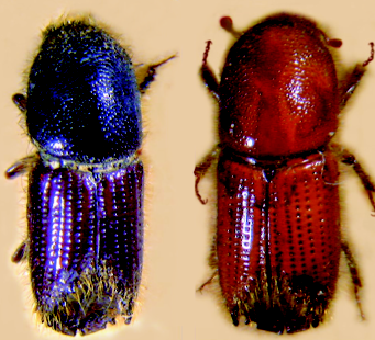 BOSCO BAZZONI STORIA E NATURA Ips sexdentatus Scolytidae Ips sexdentatus (Borner) NOME ITALIANO: Bostrico stenografo. Circa 8 mm. Europa, Asia. Nord, Sud, forse Sardegna (da confermare).