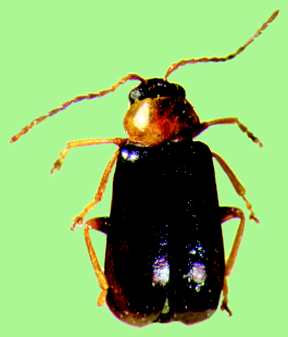 BOSCO BAZZONI STORIA E NATURA Calomicrus pinicola Chrysomelidae Calomicrus pinicola (Duftschmid,1825) 3 4 mm. Europa media. Nord. Pinete.