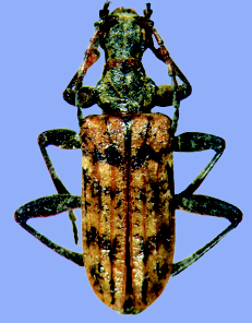 BOSCO BAZZONI STORIA E NATURA Rhagium inquisitor Coleptera Cerambycidae Rhagium inquisitor (Linnè, 1758) 12 20 mm. La forma tipica è presente in Europa e in Siberia occidentale. Nord, Sud.