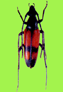 BOSCO BAZZONI STORIA E NATURA Stenurella bifasciata Cerambycidae. Stenurella bifasciata (Müller,1776) 6 10 mm. Europa media e meridionale, Siberia, Caucaso, Armenia, Asia minore, Siria.