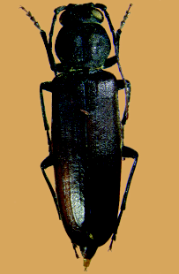 BOSCO BAZZONI STORIA E NATURA Arhopalus ferus Cerambycidae Arhopalus ferus (Mulsant, 1839) 10 25 mm. Paleartico. Nord, Sud, Sicilia, Sardegna. Pinete. Adulto abbastanza frequente nei mesi estivi.