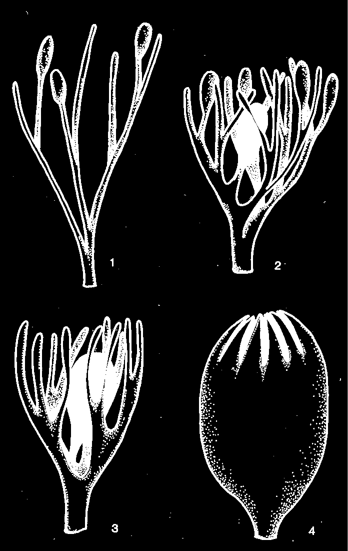 L ORIGINE DELL OVULO MODELLO DI BENSON Il punto di partenza del modello evolutivo è costituito dagli sporangi apicali di pteridofite simili a Rhynia La formazione dell ovulo sarebbe avvenuta