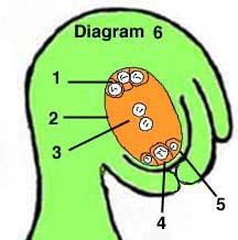 La struttura di un OVULO maturo varia considerevolmente nei vari taxa delle spermatofite, tuttavia come schema strutturale può essere adottato il seguente.