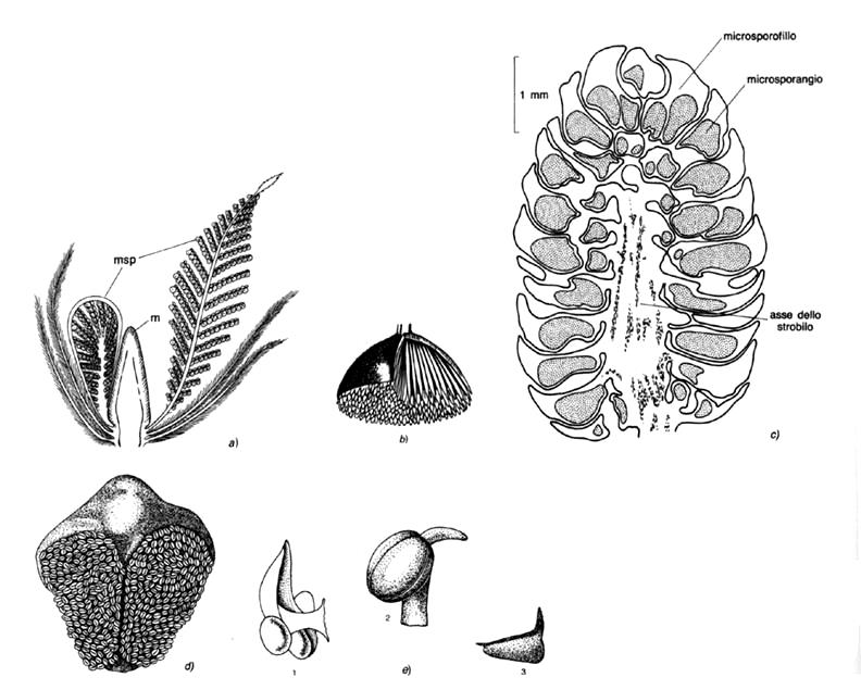 Le sacche polliniche sono portate da foglie (microsporofilli) molto grandi e più volte divise, simili a foglie