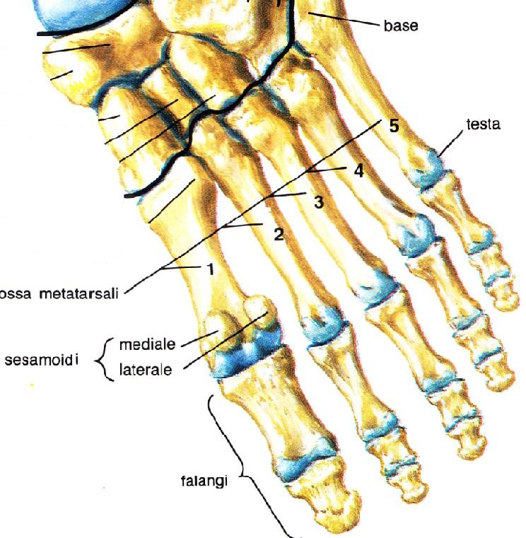 vis.interna Anatomia ossa avampiede