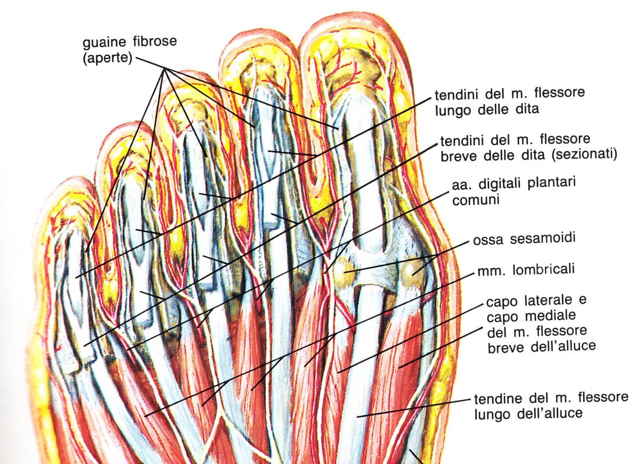 Anatomia parti molli