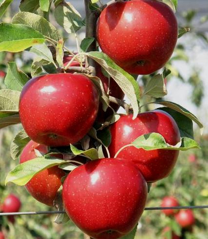 Gemini Varietà in Lista TR - varietà Estive frutti attraenti, di media pezzatura e forma tronco-conica regolare sovraccolore rosso