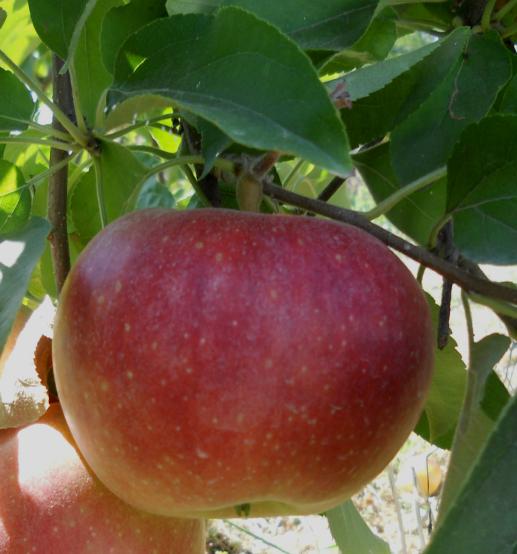 Gaia Varietà TR - in Osservazione - varietà Estive medio vigore e facile gestione frutti leggermente appiattiti e buona pezzatura