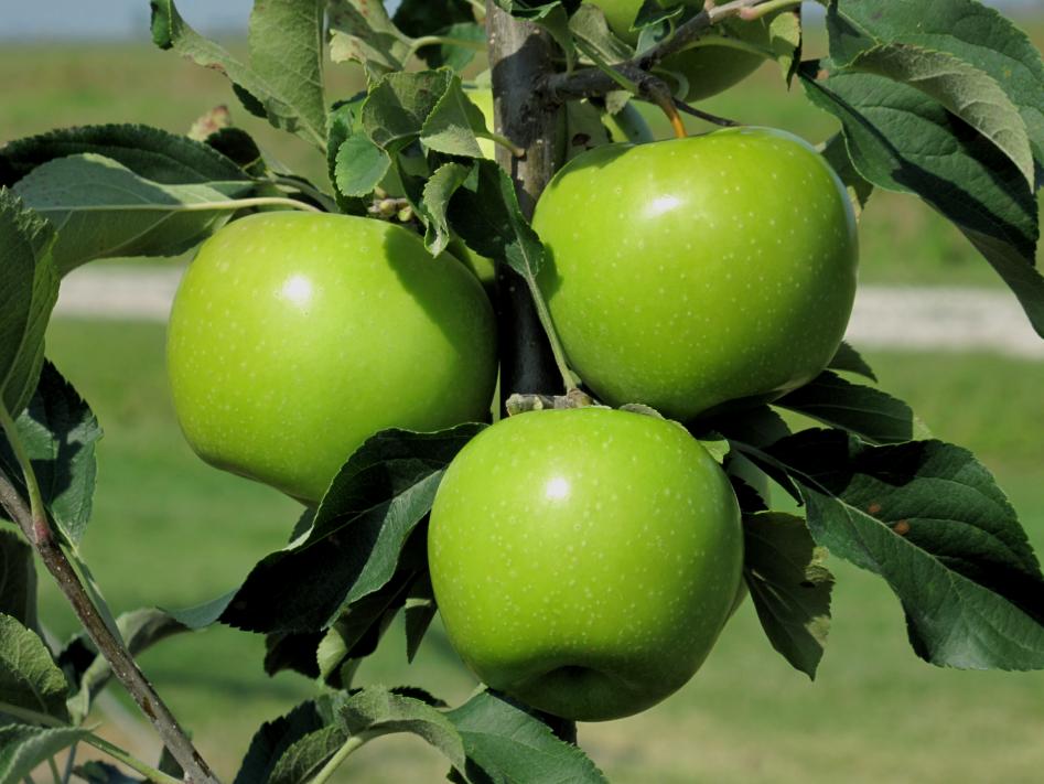 Smeralda Varietà TR - in Osservazione - varietà Autunnale mela di pezzatura medio-grossa aspetto simile a Granny Smith (non fa concorrenza), con lenticelle bianche si differenzia da Granny Smith per