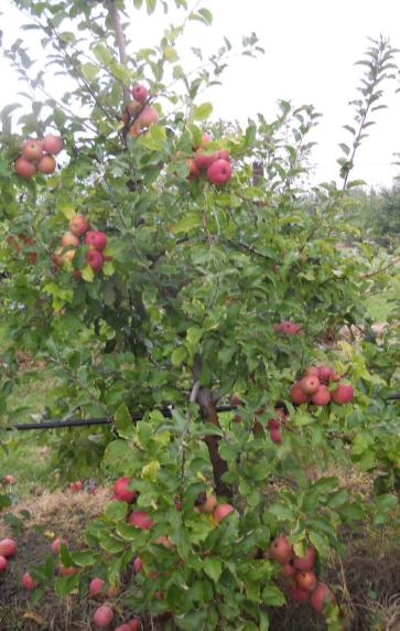 Fujiko Varietà Invernali - in Lista - Gruppo Fuji (Cloni) di recente introduzione, il frutto raggiunge una buona colorazione rossa semistriata