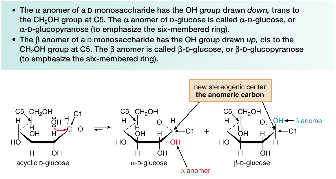 Carboidrati: anomeri Poiché la ciclizzazione crea un nuovo centro stereogenico, ci sono due forme cicliche del D-glucosio, un anomero α ed un anomero β.