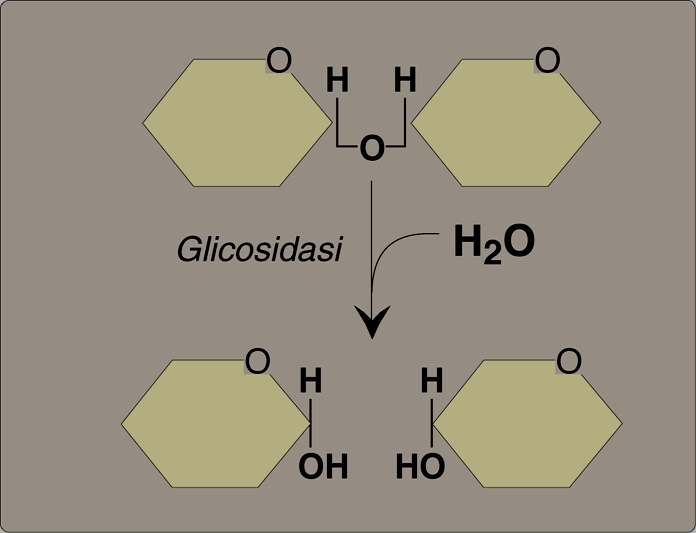 Il legame glicosidico tra due monosaccaridi genera un