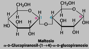 DISACCARIDI Maltosio: 2 molecole di glucosio legate con legame a-1,4- glicosidico. E uno zucchero riducente. In natura si trova in quantità discrete solamente nei semi germogliati.