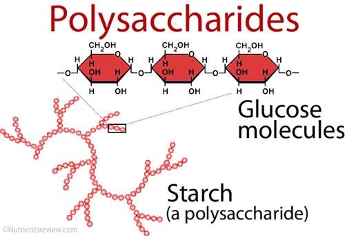 I polisaccaridi Essendo il glucosio una importante forma di energia per le cellule animali e vegetali, tutti gli organismi hanno sviluppato forme di trasporto e di accumulo