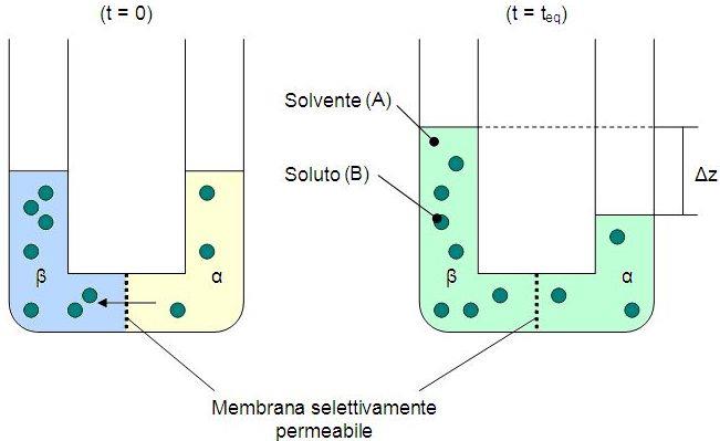 Pressione osmotica A t 0 il livello dei liquidi nei tubi A e B è uguale.