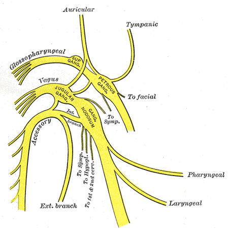 Fibre motorie Si distribuiscono ai muscoli della faringe e a una parte di quelli della lingua innervano il muscolo stilofaringeo