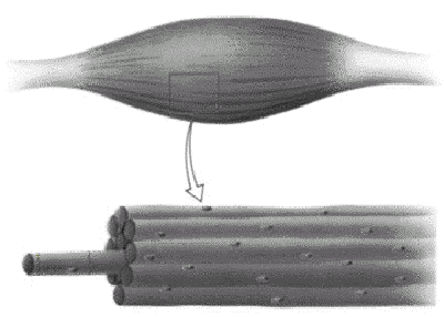 Un muscolo scheletrico e costituito da tante fibre (o fibrocellule)