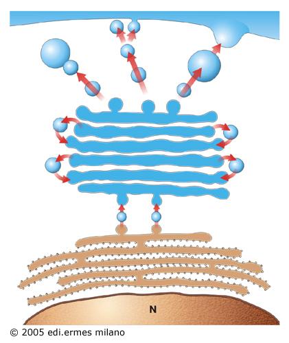 Apparato di Golgi centro di maturazione e smistamento delle proteine della via