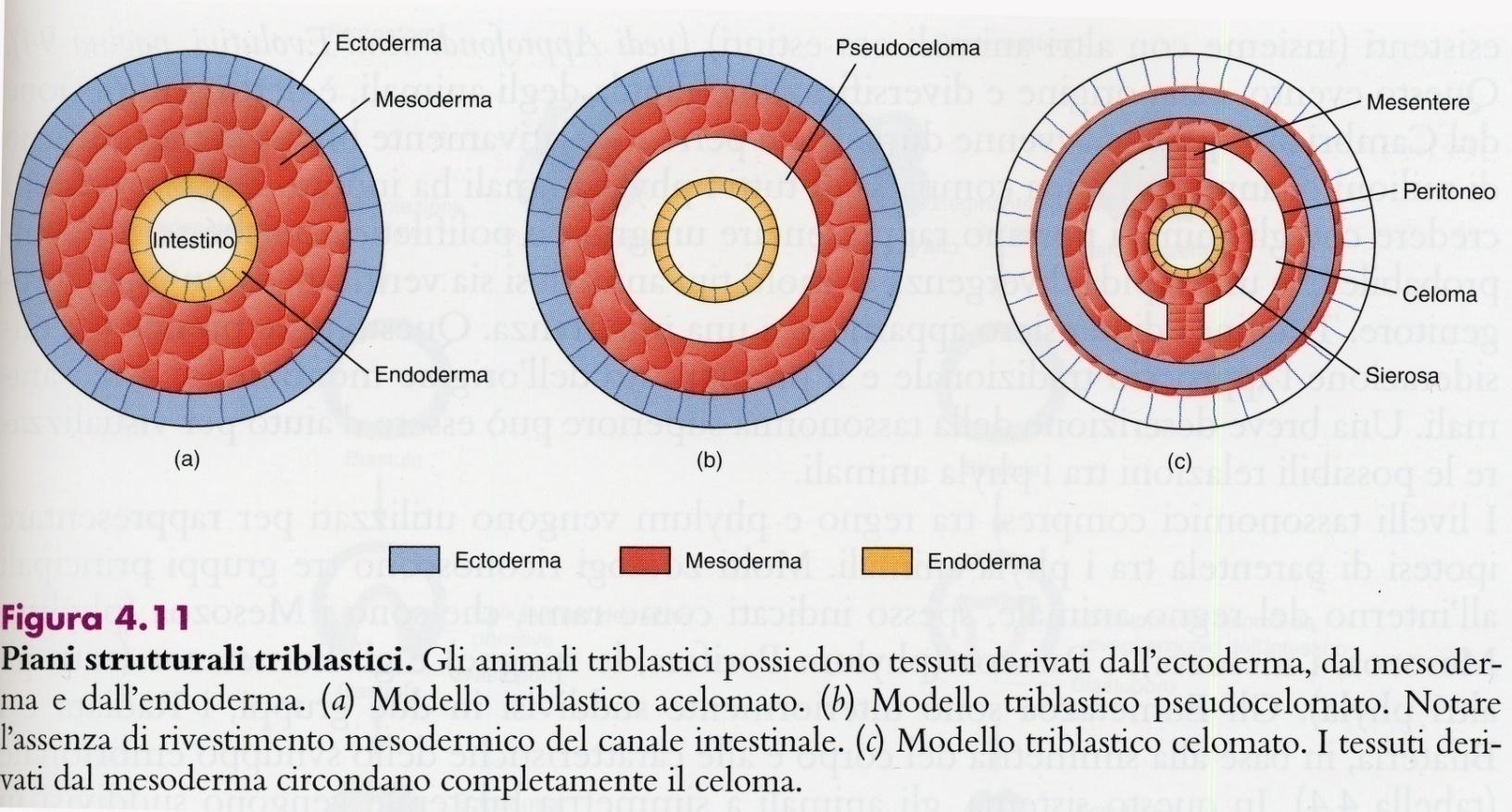 DIFFERENZIAMENTO CELLULARE TESSUTI IN TUTTI GLI ANIMALI Dall ectoderma : tessuti epiteliali esterni (es
