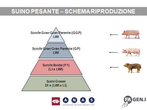 E pure interessante riportare le prestazioni medie ottenute dai suini in prova (da 30 a 155 Kg di peso vivo).