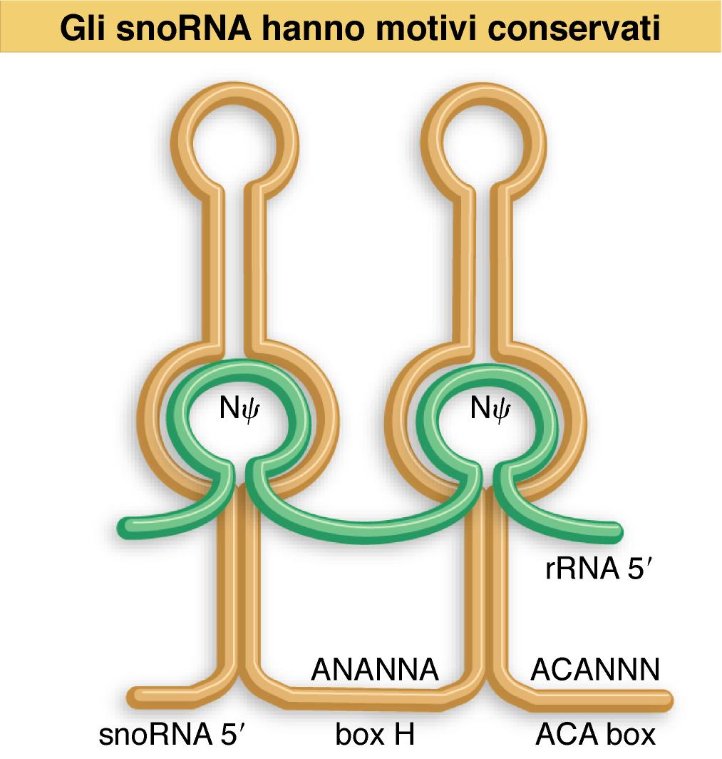 Nei loop interni delle strutture a forcina sono presenti le sequenze guida bipartite complementari all RNA target che fiancheggiano i due