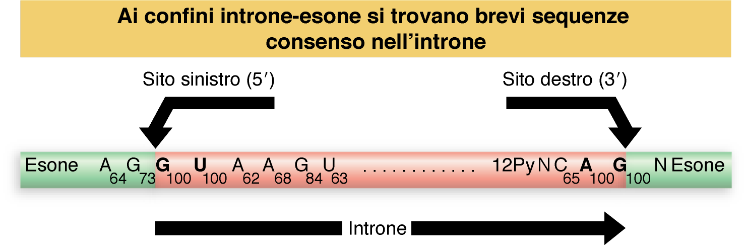 Lewin, IL GENE VIII,