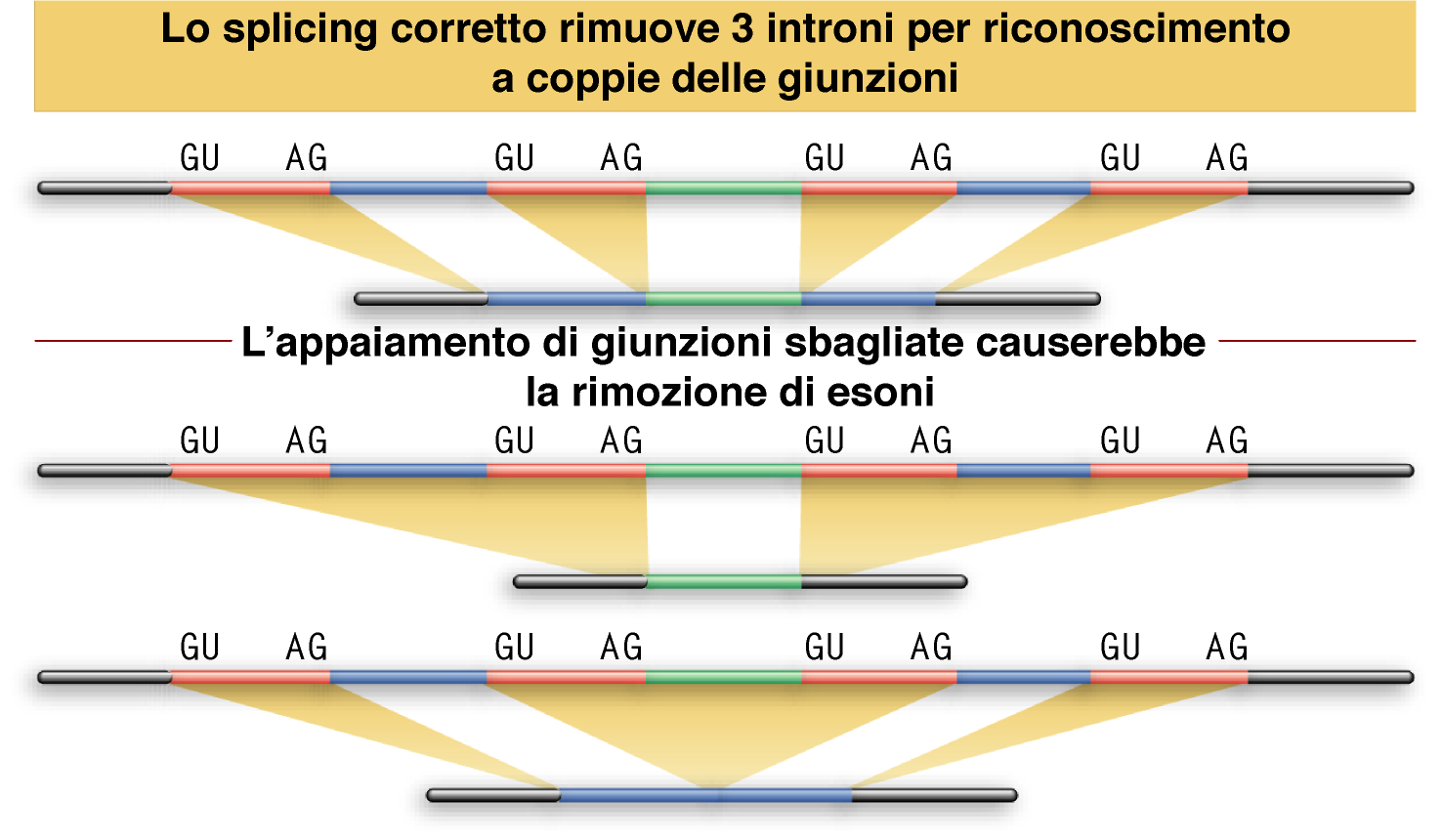 Lewin, IL GENE VIII,