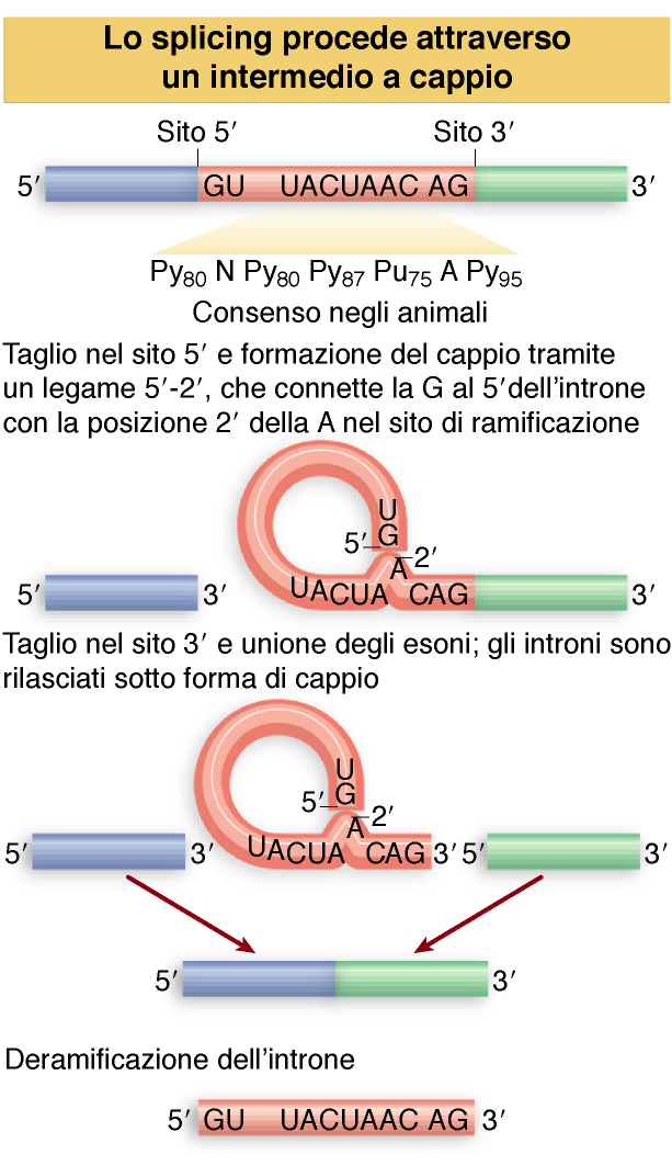 Lo spliceosoma ha la capacità di far avvicinare, dal punto di vista spaziale, le estremità notevoli del sistema esone-introne per permettere gli attacchi nucleofili e le conseguenti