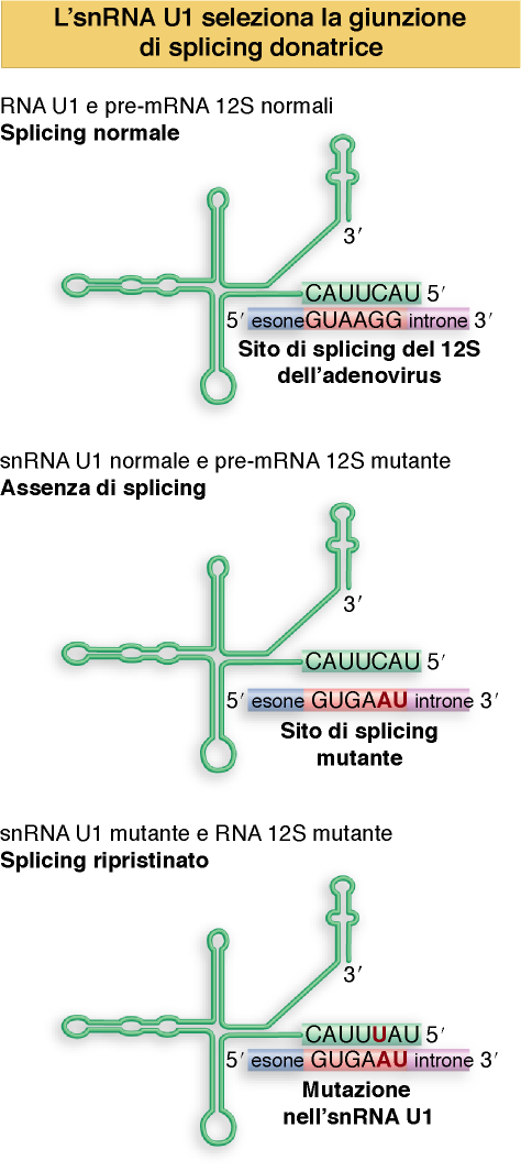 Lewin, IL GENE VIII,