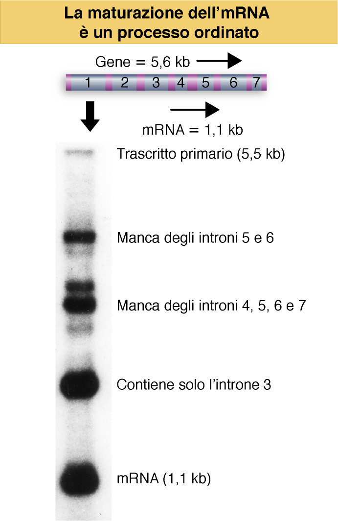 Gli Splice sites sono generici: non hanno specificità per gli RNA individuali. L apparato dello splicing non è tessuto specifico.