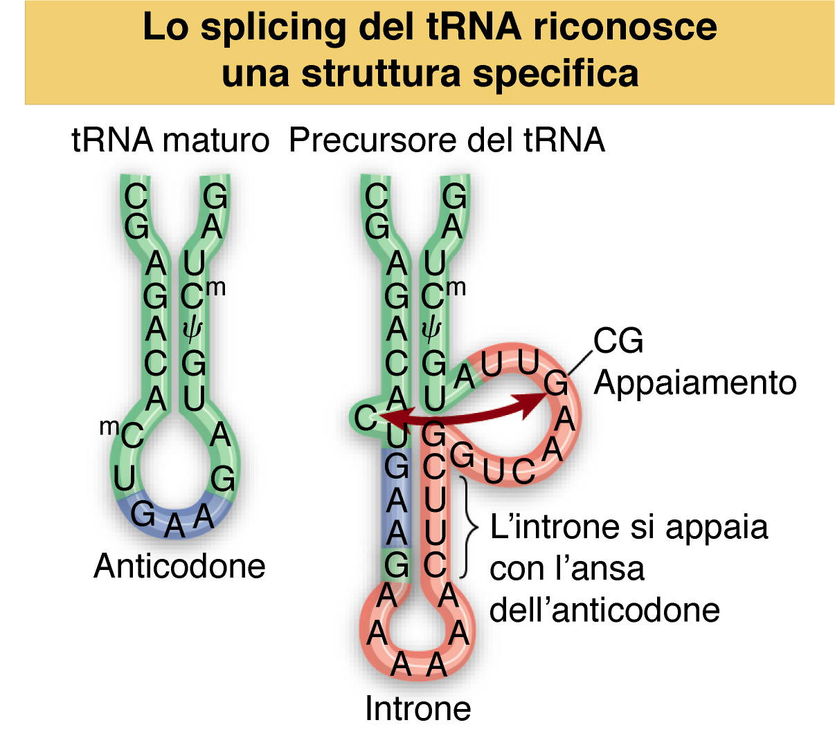 Lewin, IL GENE VIII,