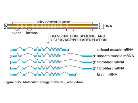 SPLICING ALTERNATIVO Un gene può generare più di un prodotto polipeptidico attraverso lo splicing alternativo.