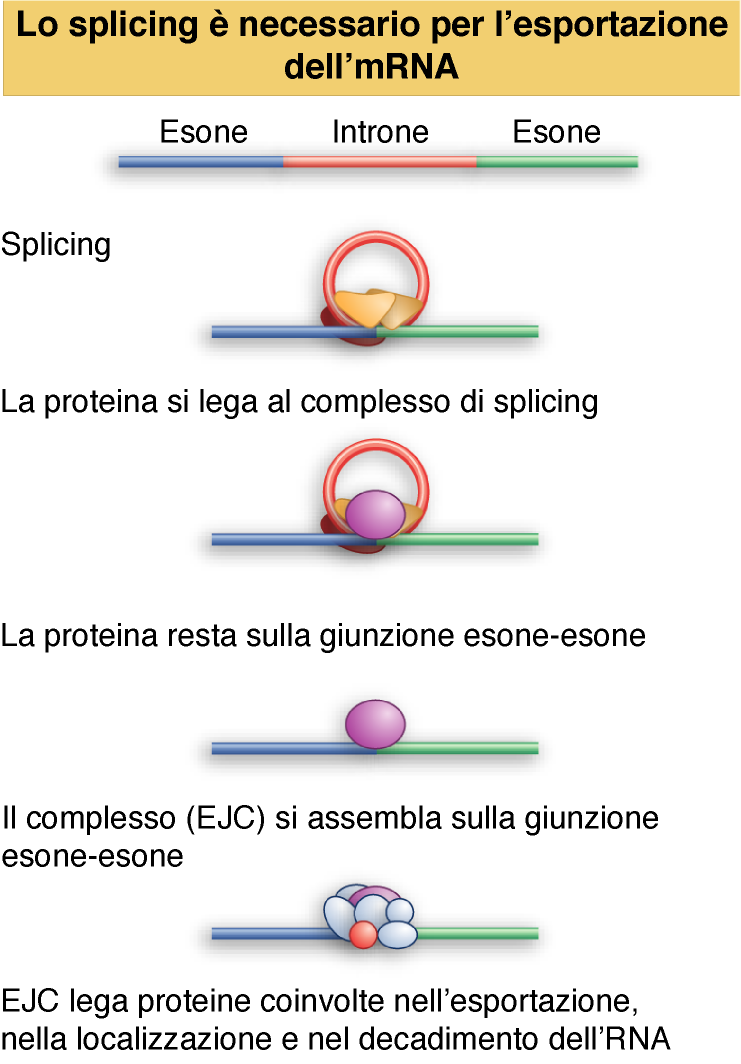 Lewin, IL GENE VIII,