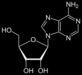 Adenosina L'adenosina è un nucleoside (molecola di adenina legata ad un ribosio).