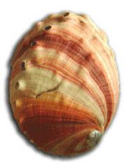 Genesi della perla Le perle si formano all interno di organismi animali appartenenti al phylum Molluschi, invertebrati che presentano una conchiglia, per lo più esterna, contenente le parti molli.